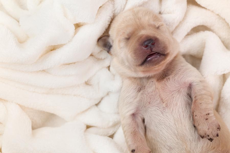 Are Weighted Blankets Safe For Dogs?